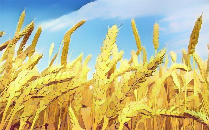 Újraindulhat az ukrán gabonaexport