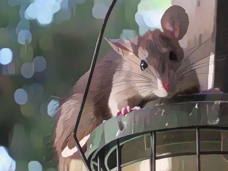 Szomorúan búcsúznak a fővárosi patkányirtók és bogármérnökök