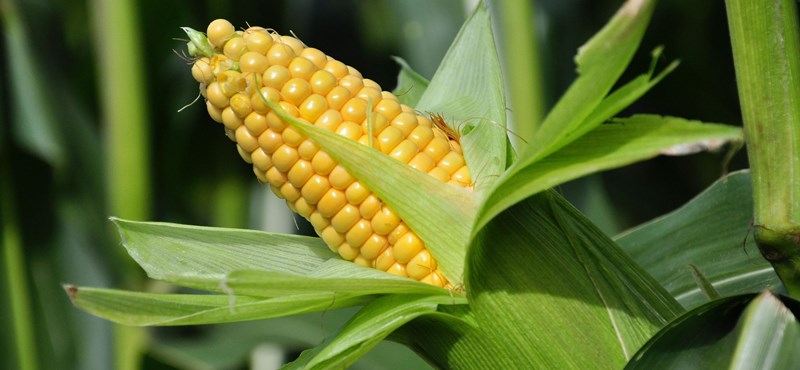 Vészesen fogy az aflatoxinmentes kukorica, az ukrán gabonastop csak rontott a helyzeten