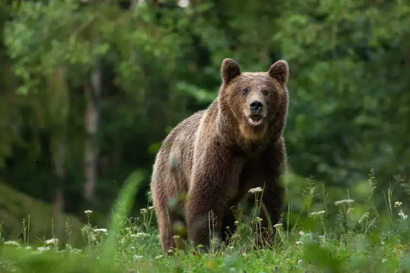 Utolsó munkanapján még kilövet közel 500 medvét a környezetvédelmi miniszter