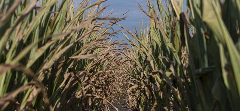 Uniós pénzből kompenzálná a gazdákat a kormány az ukrán kukoricabehozatal miatti veszteségeikért