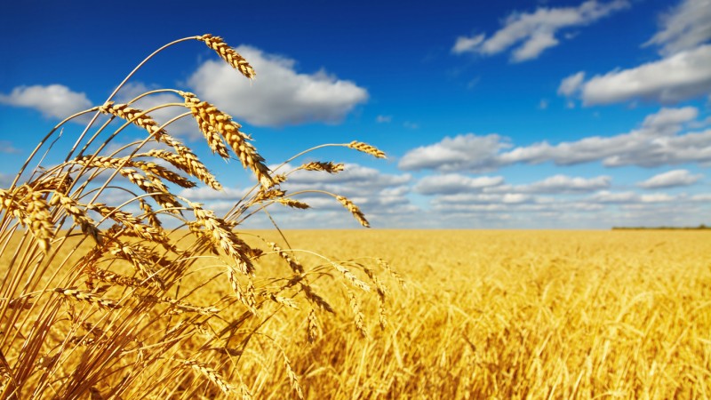 Értékes ukrán gabonát szállítanak Afrikába: de ki?